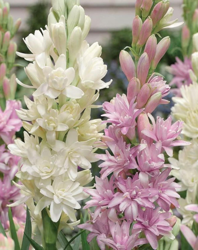 Rajnigandha Double Patel Tuberose Bulbs (Pack of 2)