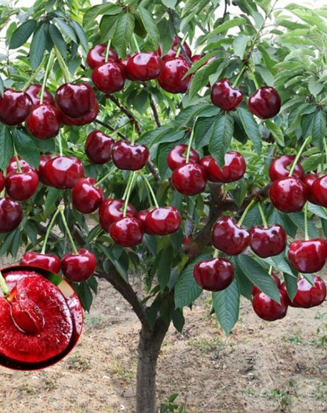 Rainier Cherry Fruit Seeds