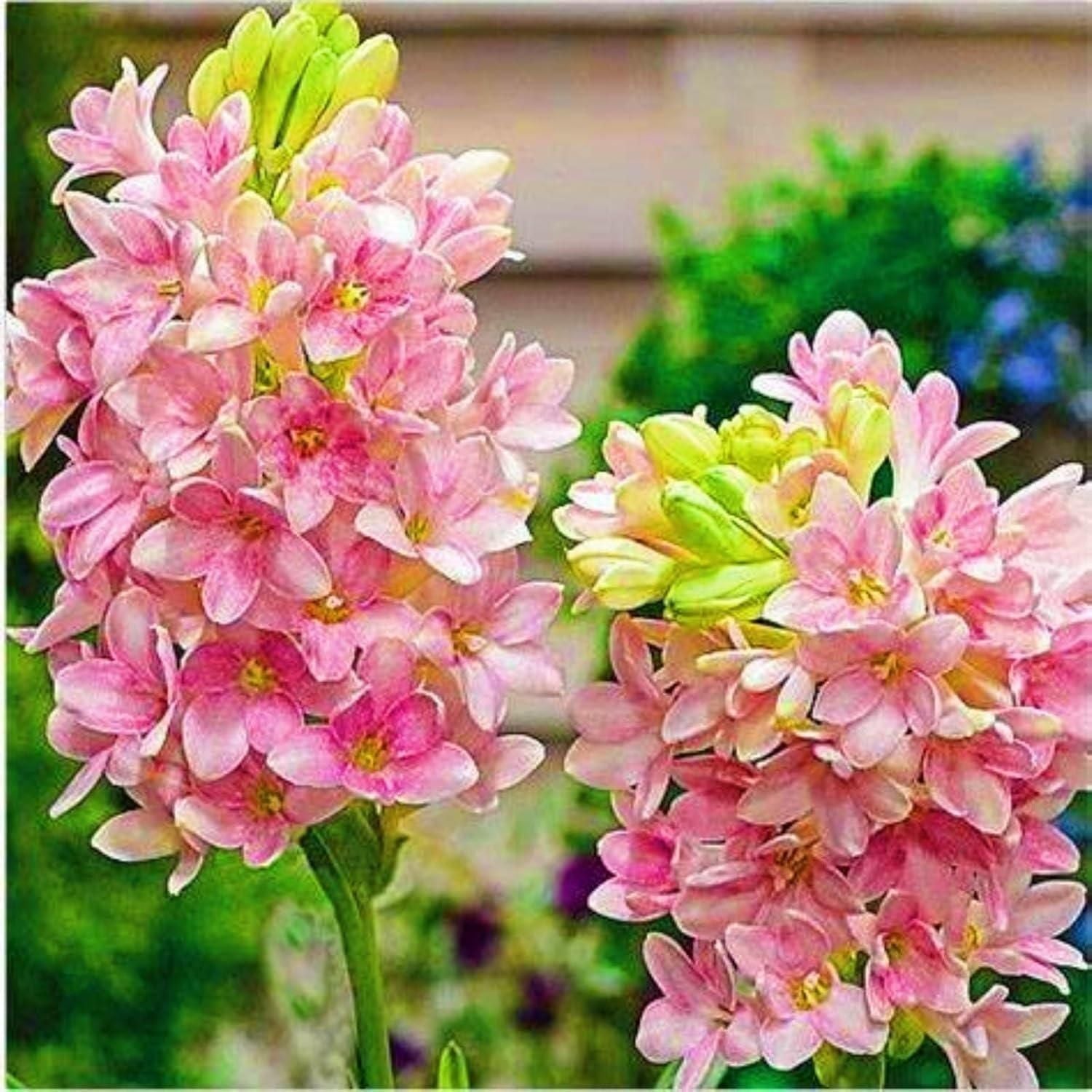 Rajnigandha Double Patel Tuberose Bulbs (Pack of 2)